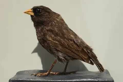 Sharp-beaked Ground Finch