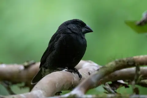 Medium Ground Finch