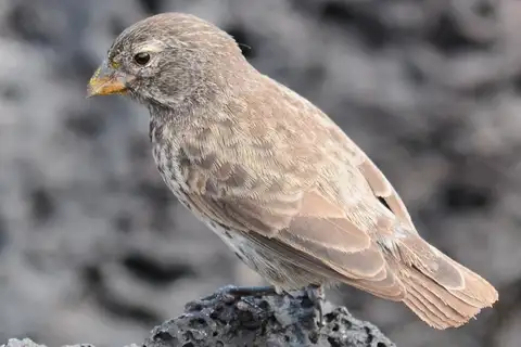 Small Ground Finch
