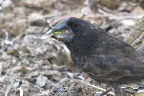 Large Ground Finch