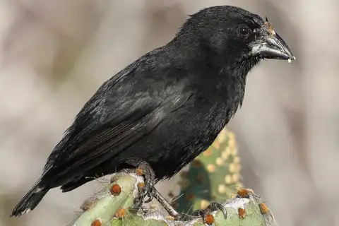 Genovesa Cactus Finch