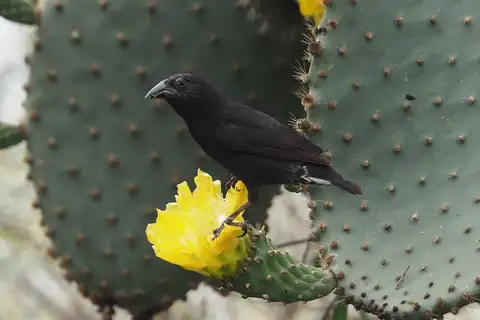 Common Cactus Finch