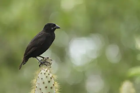 Vampire Ground Finch