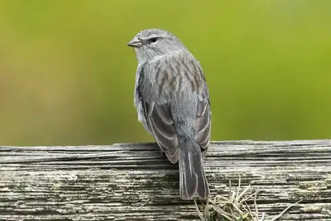 Ash-breasted Sierra Finch