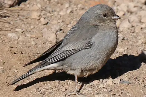 Plumbeous Sierra Finch