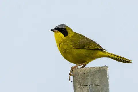 Masked Yellowthroat