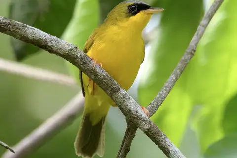 Black-lored Yellowthroat