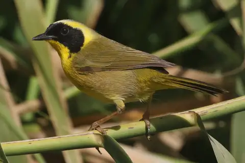 Belding's Yellowthroat