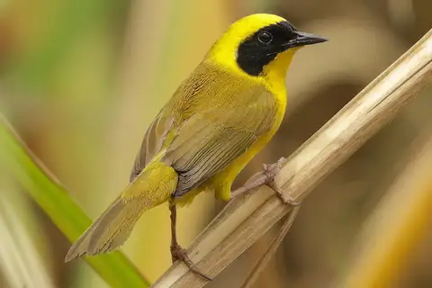 Altamira Yellowthroat