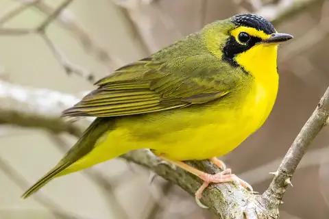 Kentucky Warbler