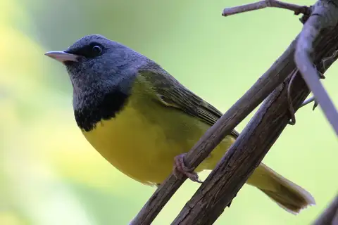 Mourning Warbler