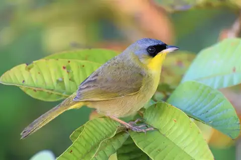 Grey-crowned Yellowthroat