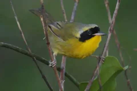 Bahama Yellowthroat