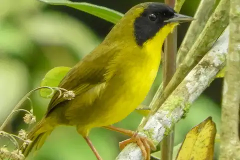 Olive-crowned Yellowthroat