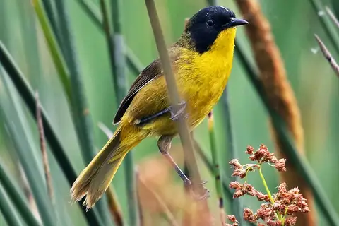 Black-polled Yellowthroat