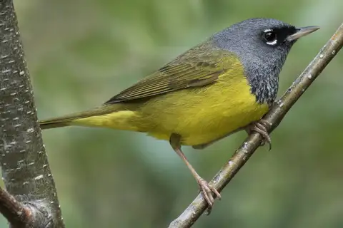 MacGillivray's Warbler