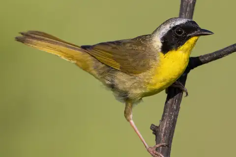 Common Yellowthroat