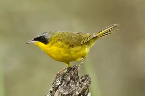 Southern Yellowthroat