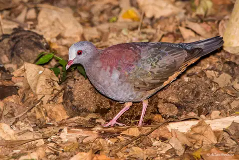 Grey-fronted Quail-Dove