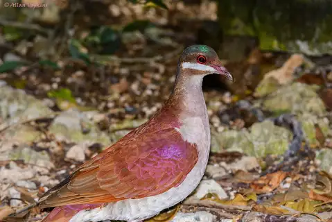 Key West Quail-Dove
