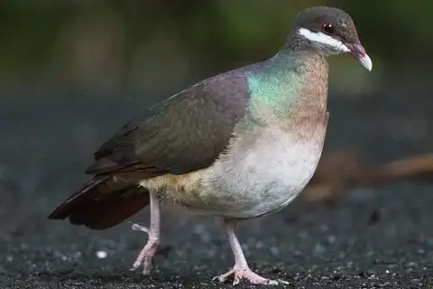 Bridled Quail-Dove