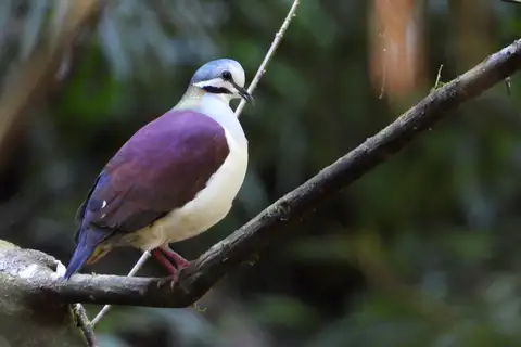 Sapphire Quail-Dove