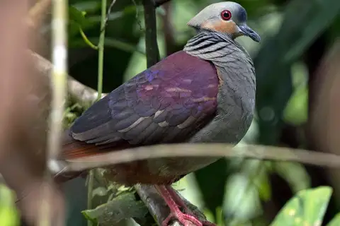 Crested Quail-Dove