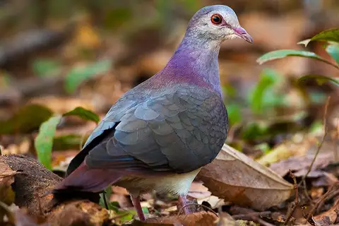 Violaceous Quail-Dove