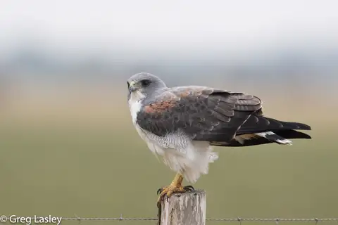 White-tailed Hawk