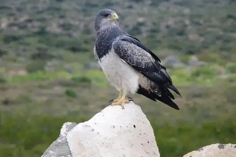 Black-chested Buzzard-Eagle