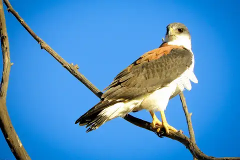 Variable Hawk