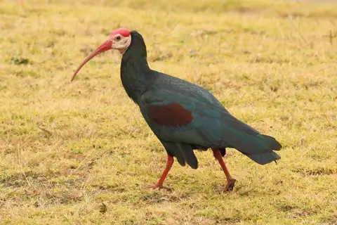 Southern Bald Ibis