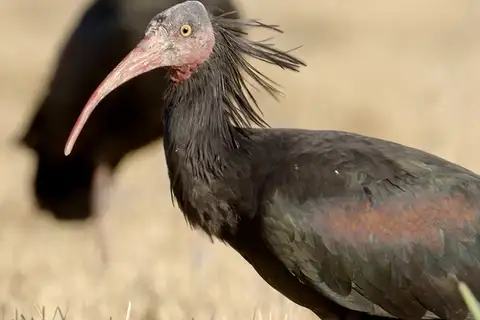 Northern Bald Ibis