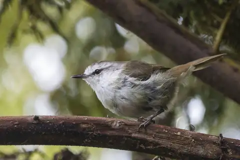 Chatham Islands Gerygone