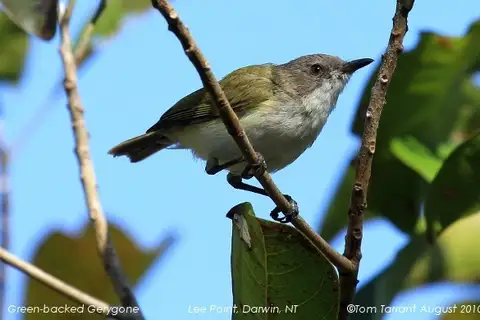 Green-backed Gerygone