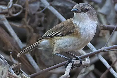Rufous-sided Gerygone
