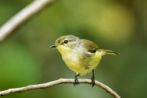 Fan-tailed Gerygone