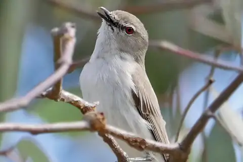 Western Gerygone