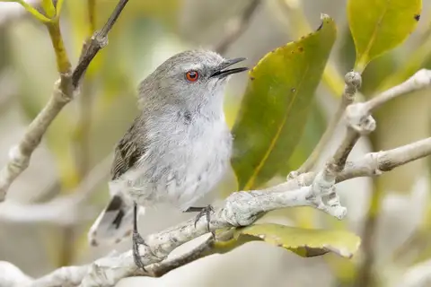 Grey Gerygone