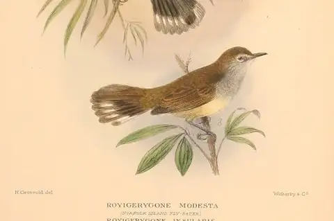 Lord Howe Gerygone