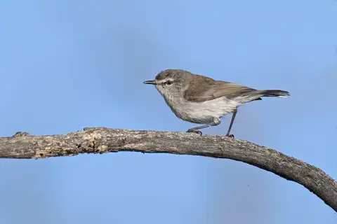 Mangrove Gerygone