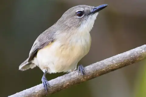 Large-billed Gerygone