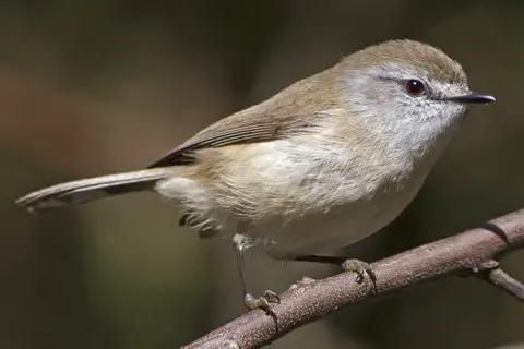Brown Gerygone