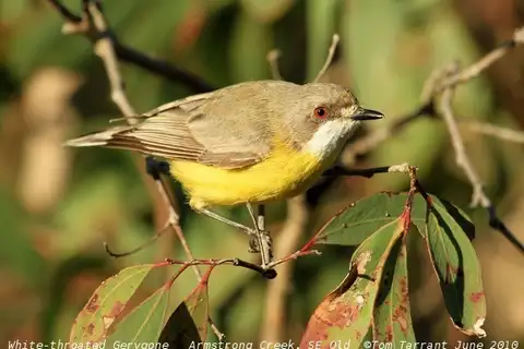 White-throated Gerygone
