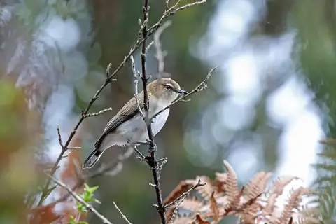 Brown-breasted Gerygone