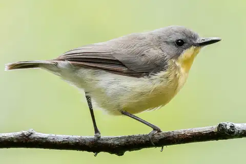 Golden-bellied Gerygone
