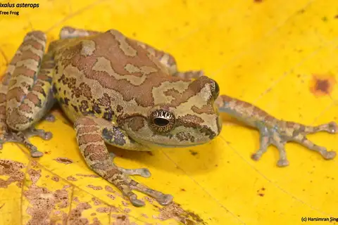 Star-eyed Ghat Tree Frog