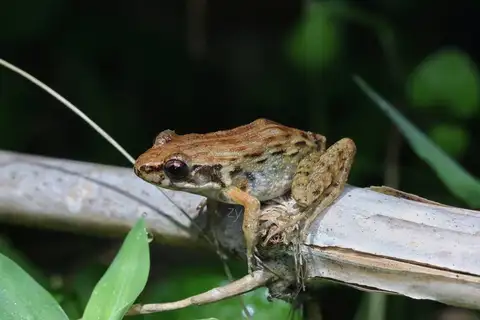 Fujian frog