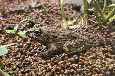 Proto wrinkled frog
