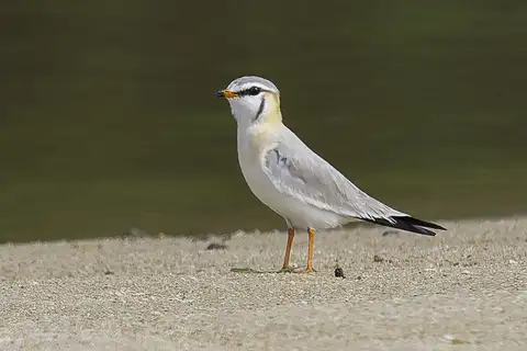 Grey Pratincole